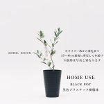 画像9: MEDEL GREEN　◆ オリーブ苗木　黒プラ樹脂鉢　ご自宅用 ◆底から葉先まで約25〜40cm前後に剪定してお届け (9)