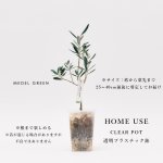 画像7: MEDEL GREEN　◆ オリーブ苗木　透明プラ樹脂鉢　ご自宅用 ◆底から葉先まで約25〜40cm前後に剪定してお届け (7)