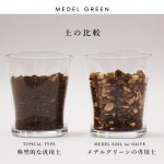 画像19: MEDEL GREEN　◆ オリーブ苗木　陶器鉢　ギフトラッピング仕様  ◆  サイズ：底から葉先まで約35〜45cm前後に剪定してお届け (19)