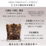 画像12: MEDEL GREEN　◆ オリーブ苗木　黒プラ樹脂鉢　ご自宅用 ◆底から葉先まで約25〜40cm前後に剪定してお届け (12)