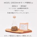 画像17: MEDEL GREEN　◆ オリーブ苗木　黒プラ樹脂鉢　専用ギフトBOX仕様  ◆ BOX約高：40cm　オリーブ：底から葉先まで約25〜40cm前後に剪定済 (17)