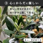 画像11: 【 最新作 】 「 繁栄の象徴シリーズ 」 MAX MATERIA feat MEDEL GREEN　◆バスタオル２枚＆オリーブ１本◆　BRANDセッション　ギフトSETBOX入り　オリーブ：底から葉先まで約25〜40cm前後に剪定済 (11)