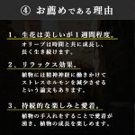 画像11: 【 最新作 】 「 繁栄の象徴シリーズ 」 MAX MATERIA feat MEDEL GREEN　◆バスタオル１枚＆オリーブ１本◆　BRANDセッション　ギフトSETBOX入り　オリーブ：底から葉先まで約25〜40cm前後に剪定済 (11)