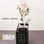 画像5: ■御祝い立札対応　MEDEL GREEN　◆ オリーブ苗木　黒プラ樹脂鉢　専用ギフトBOX仕様  ◆ BOX約高：40cm　オリーブ：底から葉先まで約25〜40cm前後に剪定済 (5)