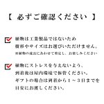 画像35: 【 最新作 】 「 繁栄の象徴シリーズ 」 MAX MATERIA feat MEDEL GREEN　◆バスタオル１枚＆オリーブ１本◆　BRANDセッション　ギフトSETBOX入り　オリーブ：底から葉先まで約25〜40cm前後に剪定済 (35)